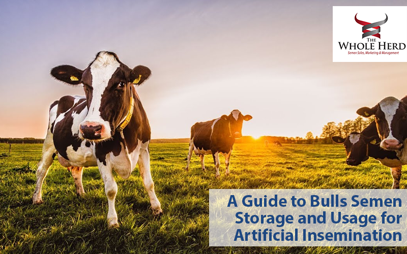 A Guide To Bulls Semen Storage And Usage For Artificial Insemination ...